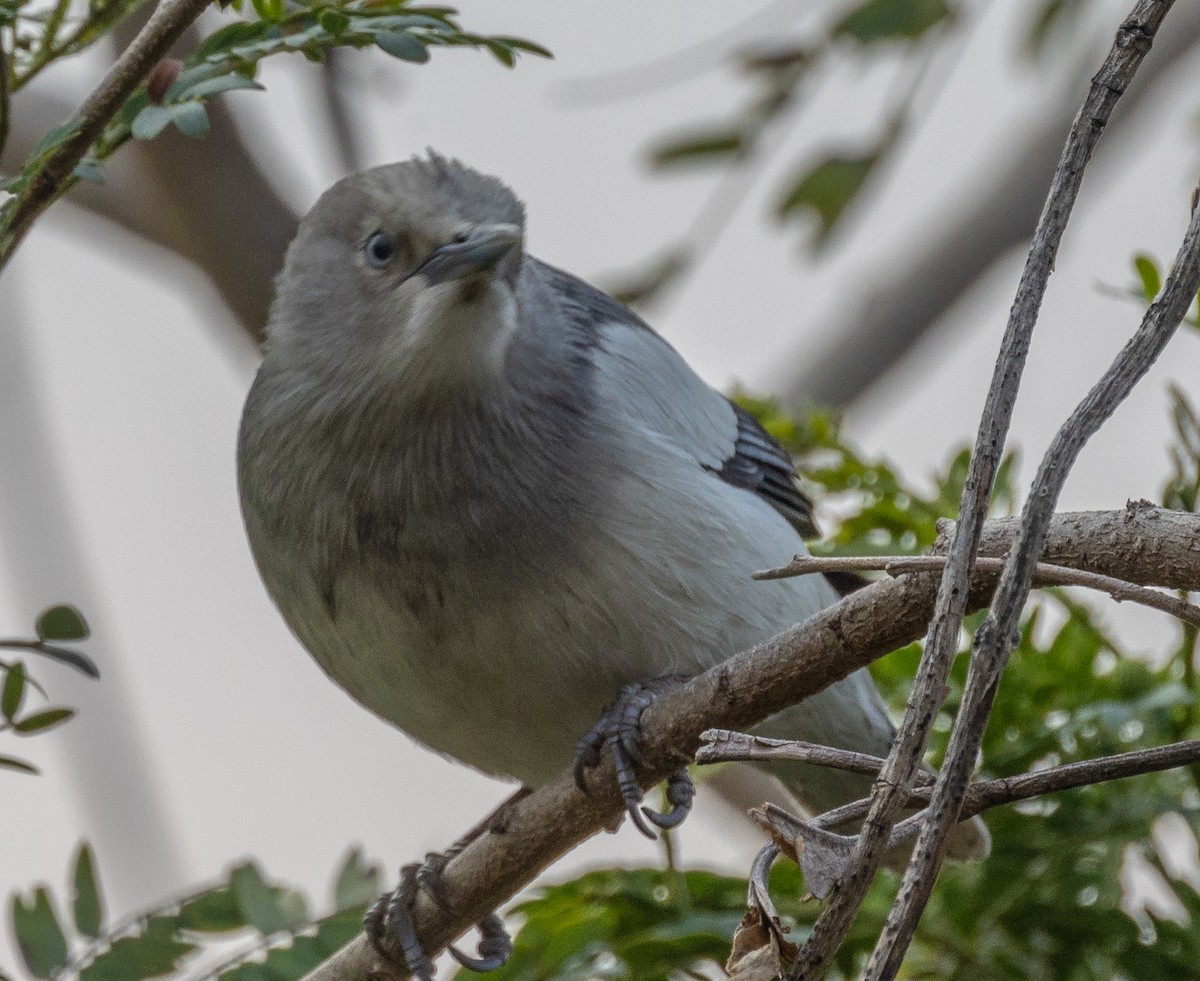 White-shouldered Starling - David Chang