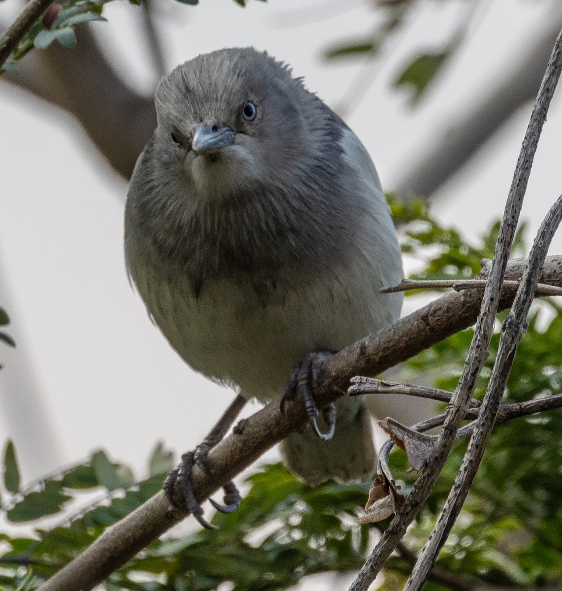 White-shouldered Starling - ML406344911