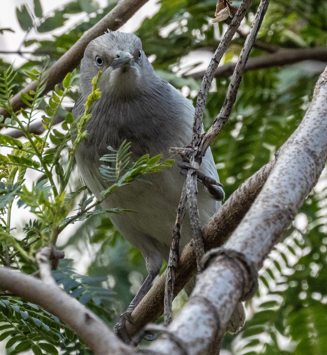 White-shouldered Starling - David Chang