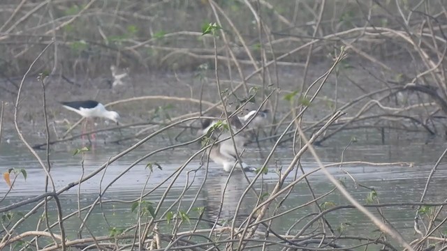 Black-tailed Godwit - ML406345331