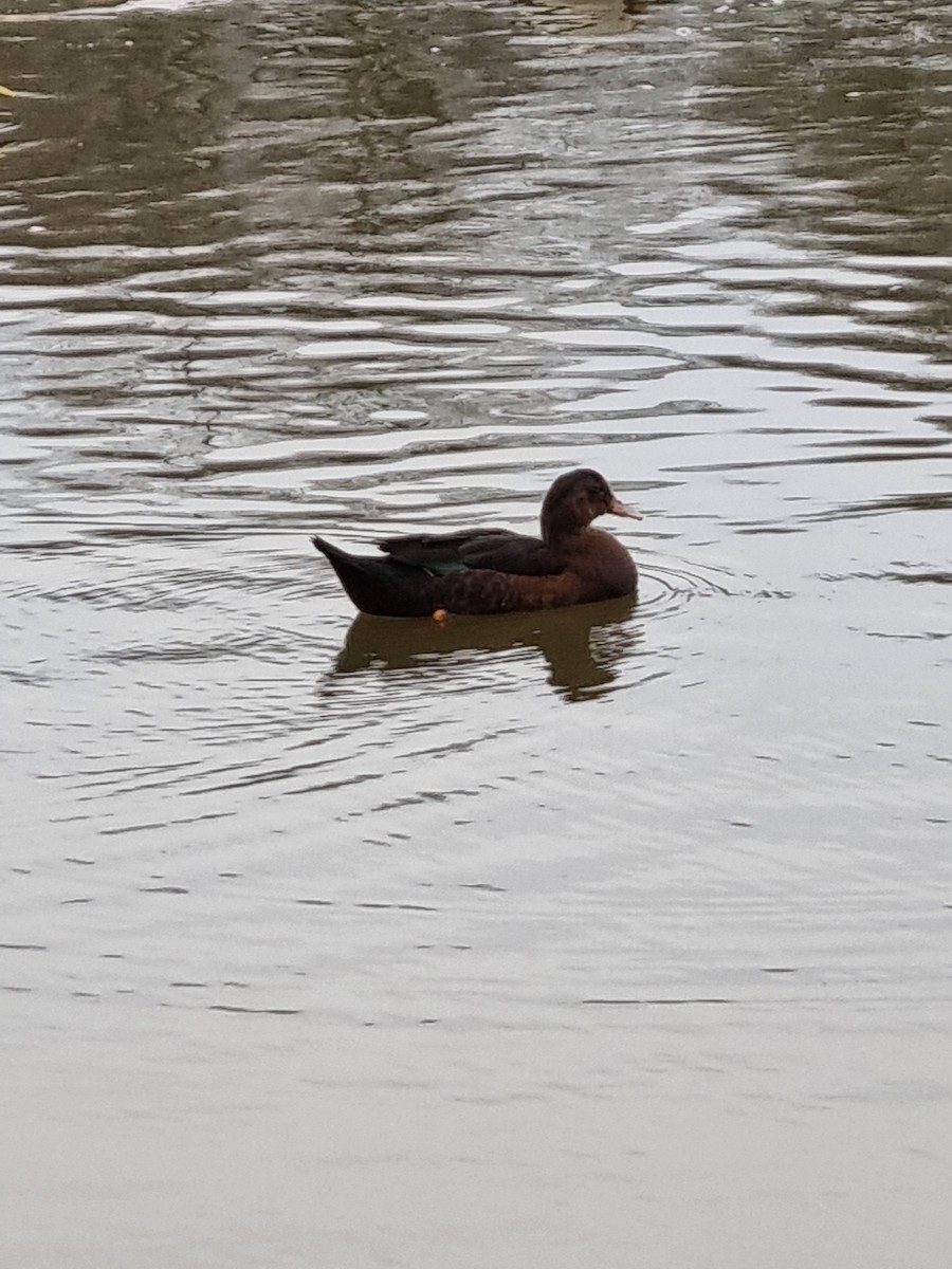 duck sp. - ML406346261