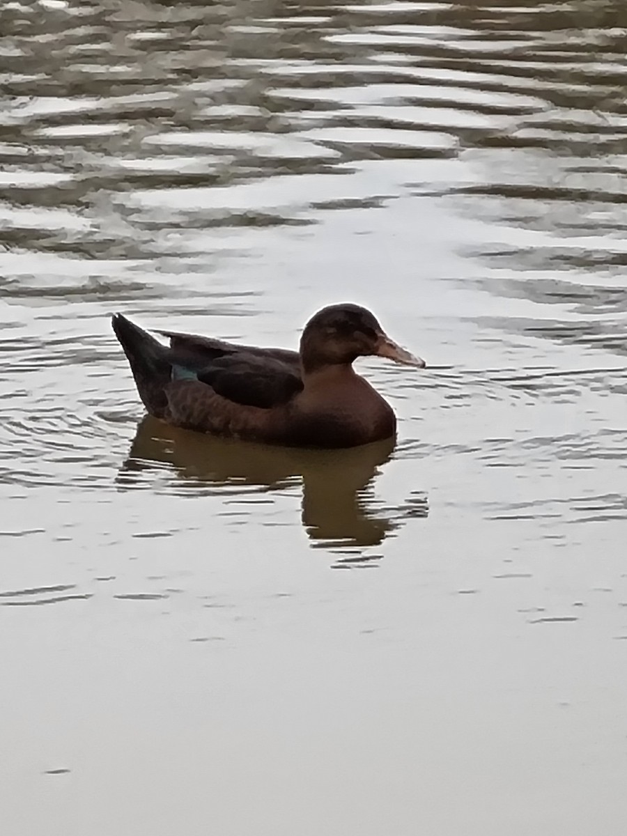duck sp. - ML406346521