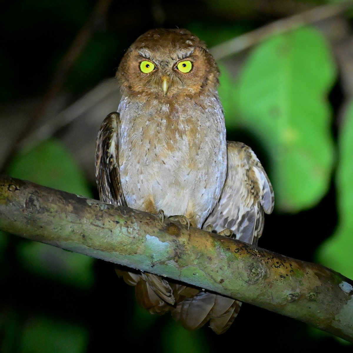Andaman Scops-Owl - ML406346551