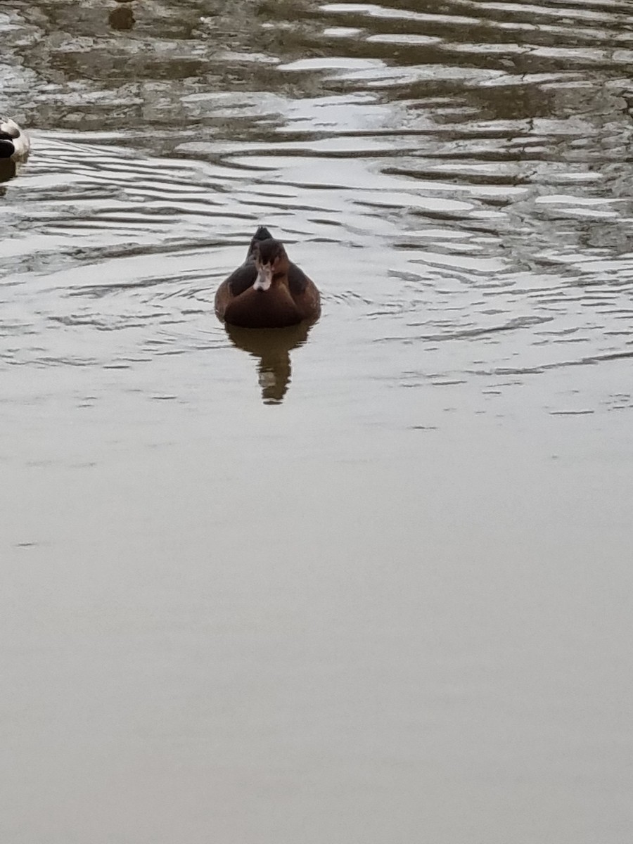 duck sp. - ML406346601