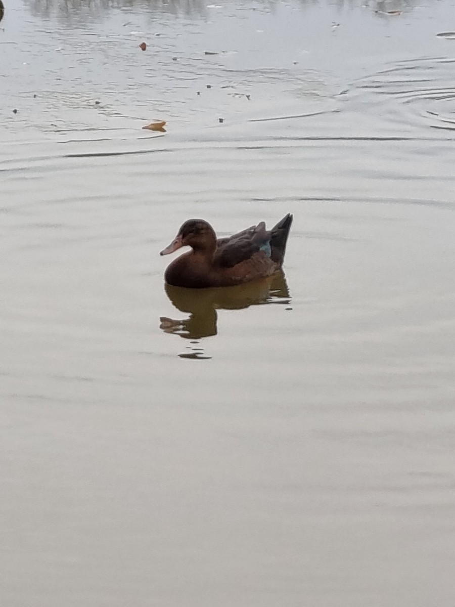 duck sp. - ML406346641