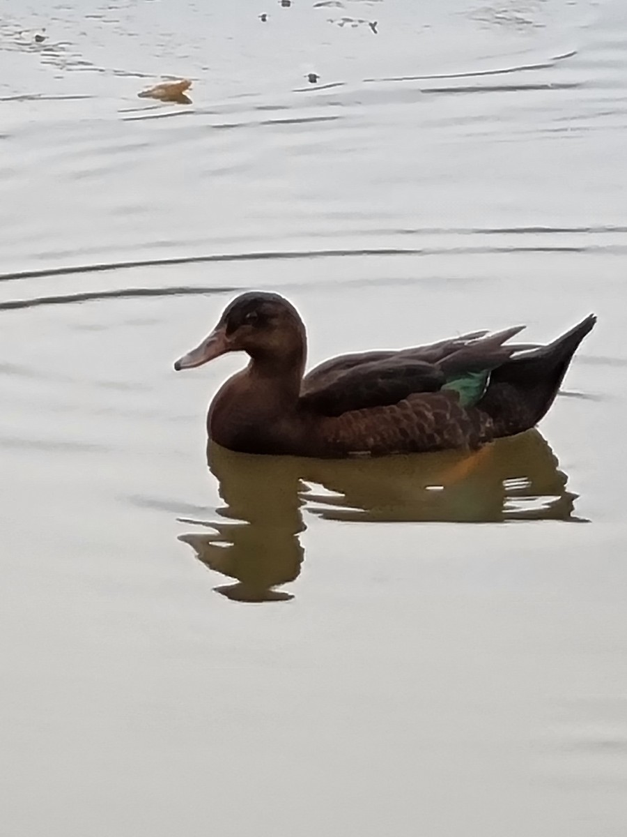 duck sp. - ML406346751
