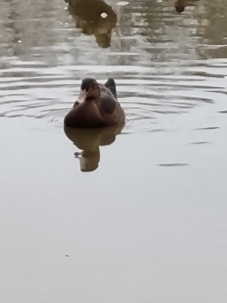 duck sp. - ML406346881