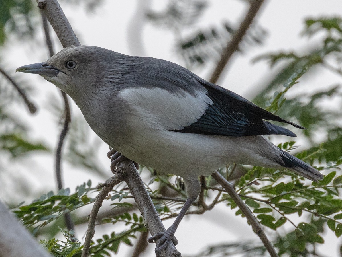 White-shouldered Starling - ML406346951