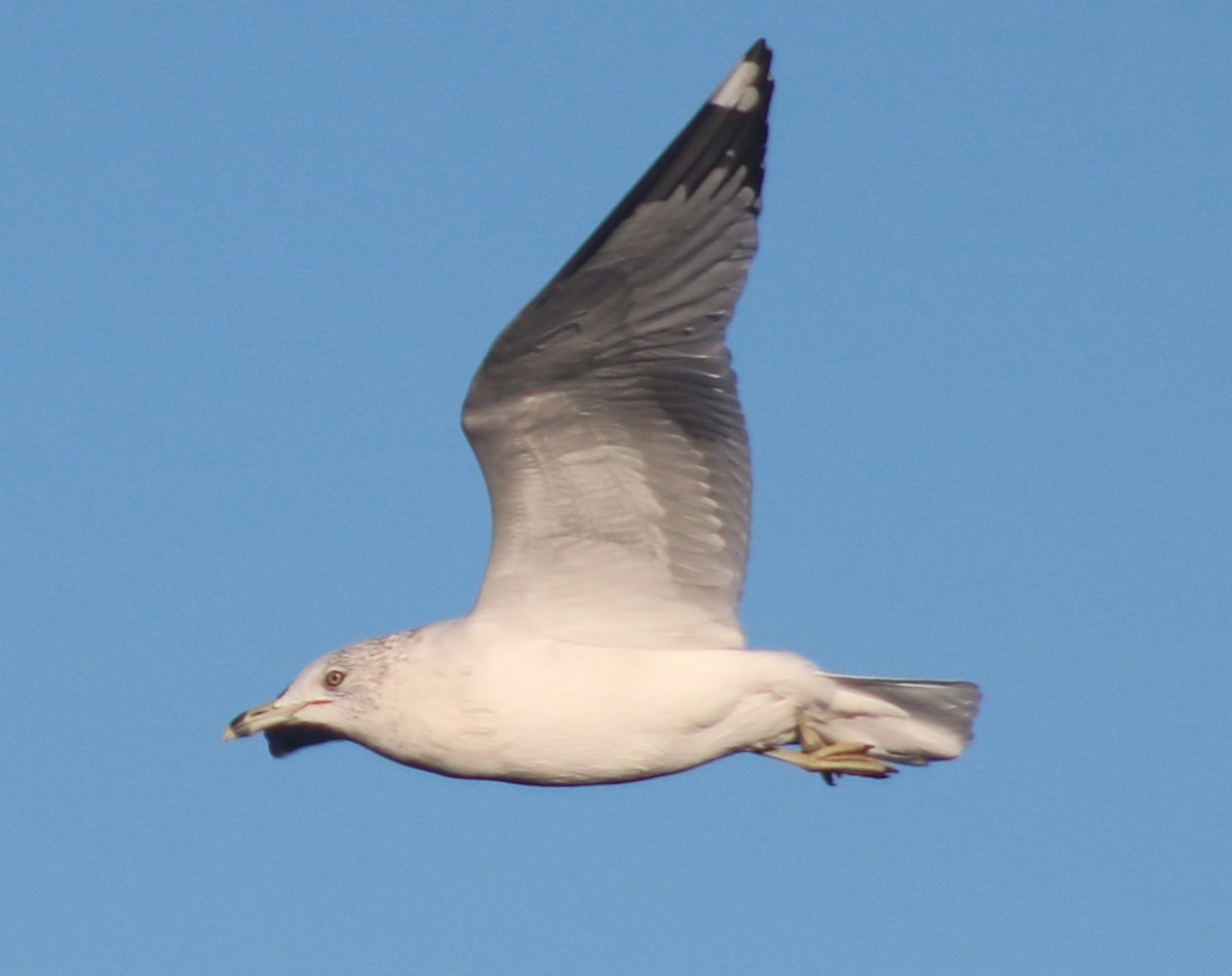 Ring-billed Gull - Terry Lang