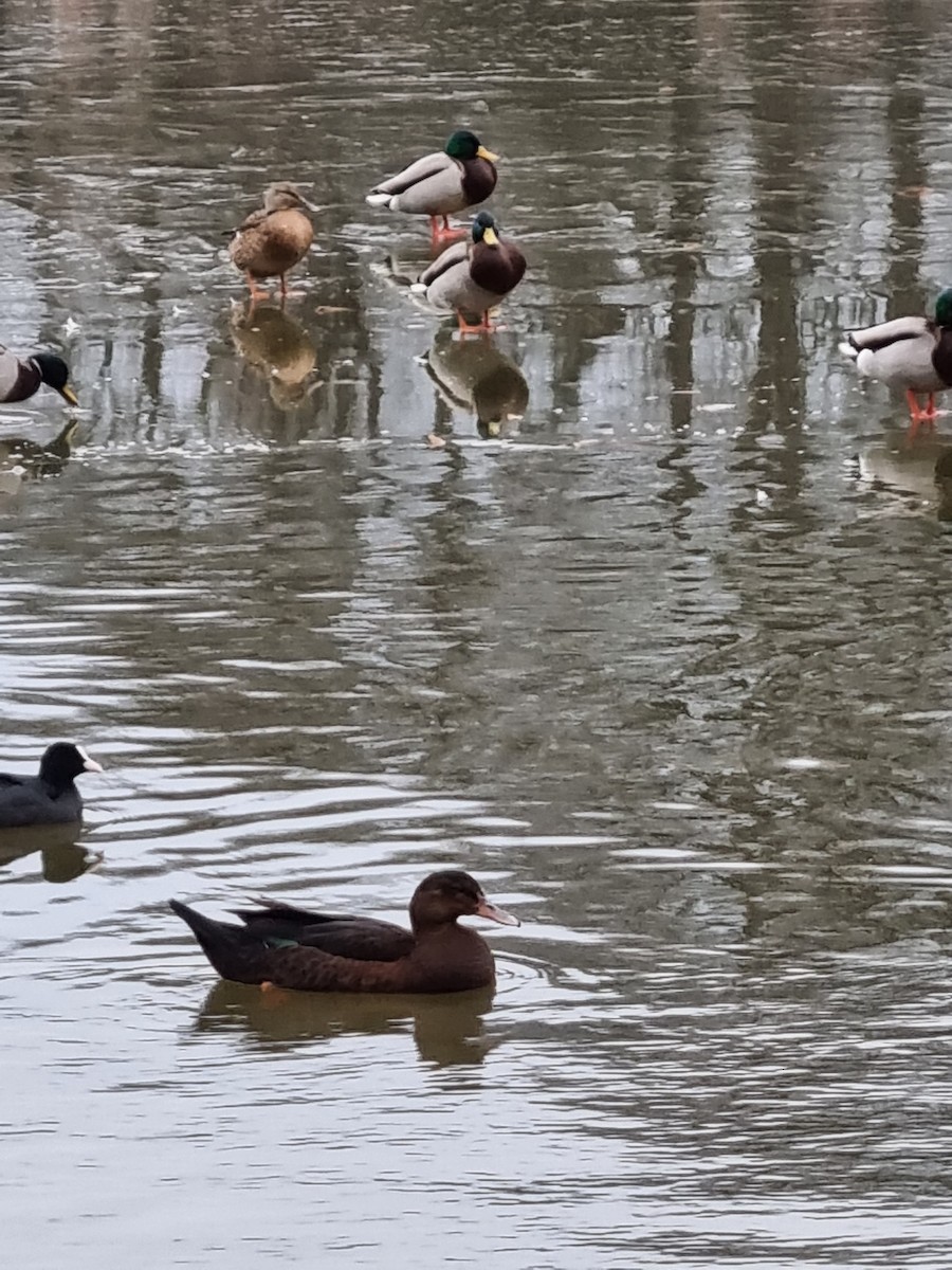duck sp. - ML406347461