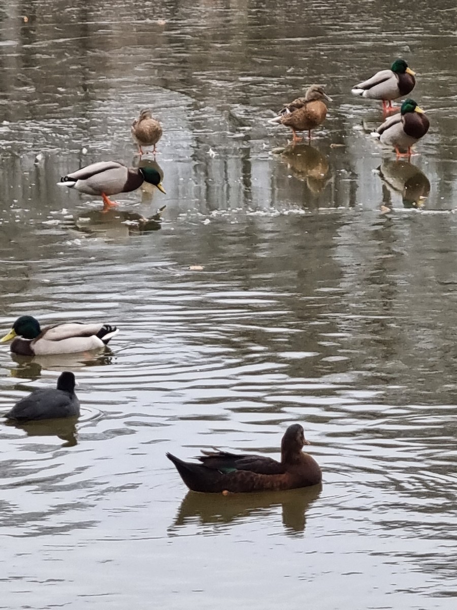 duck sp. - ML406347781