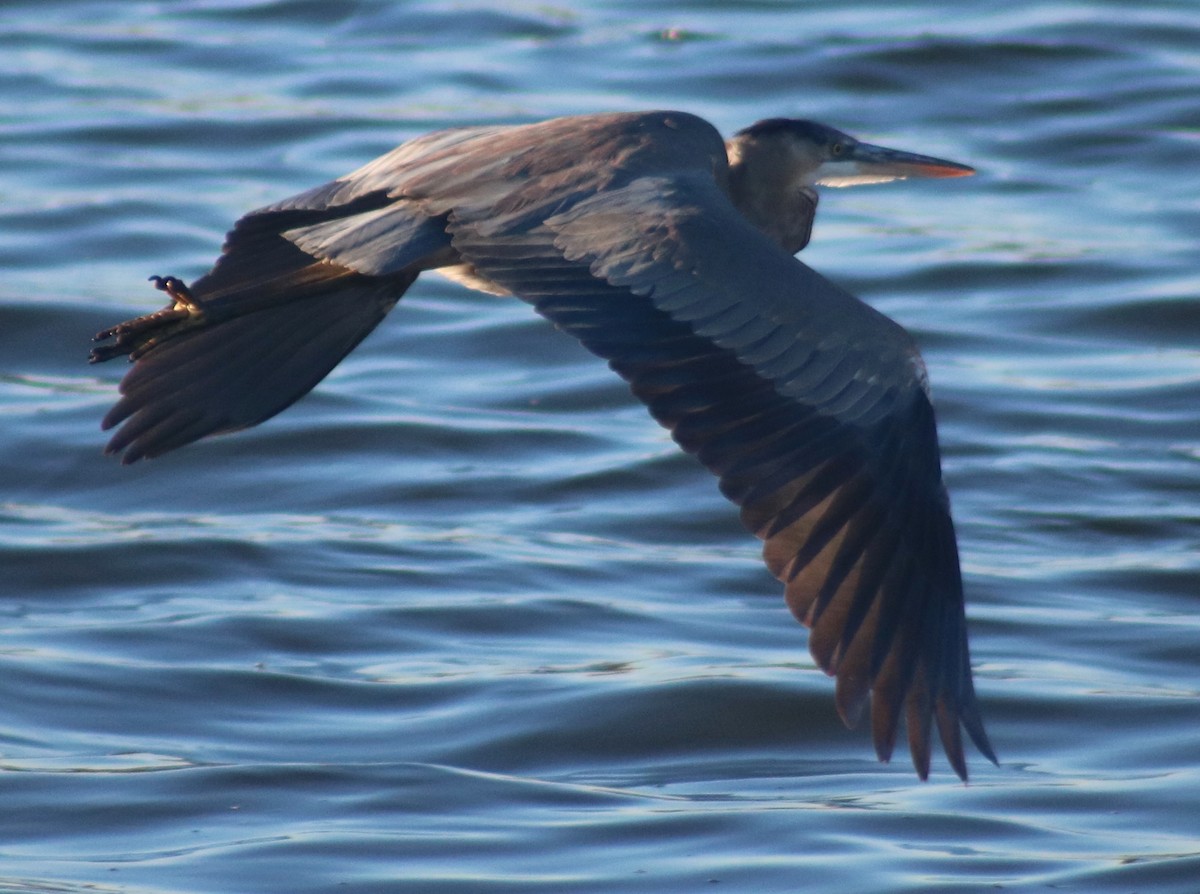 Great Blue Heron - Terry Lang