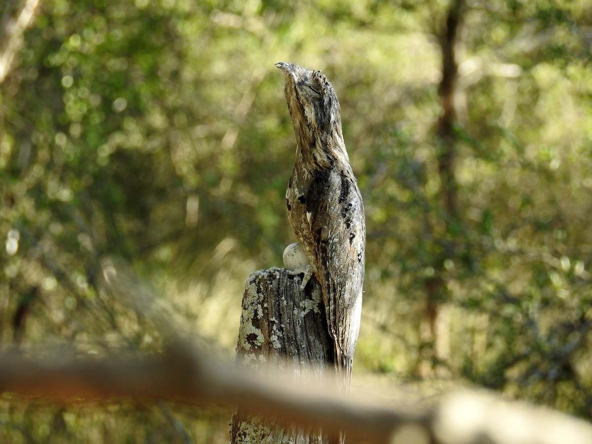 Common Potoo - ML406349081