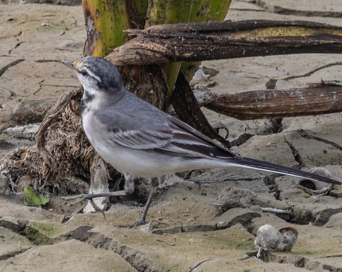 White Wagtail - ML406349151