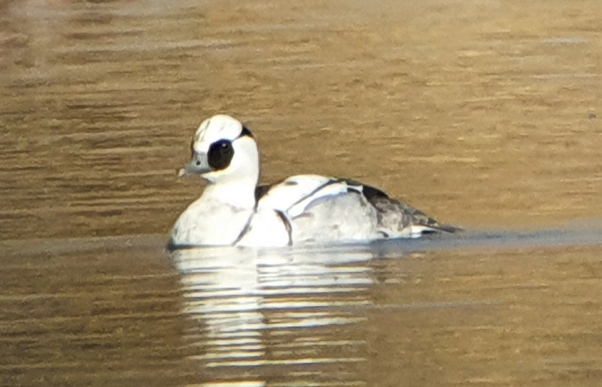 Smew - ML406350761