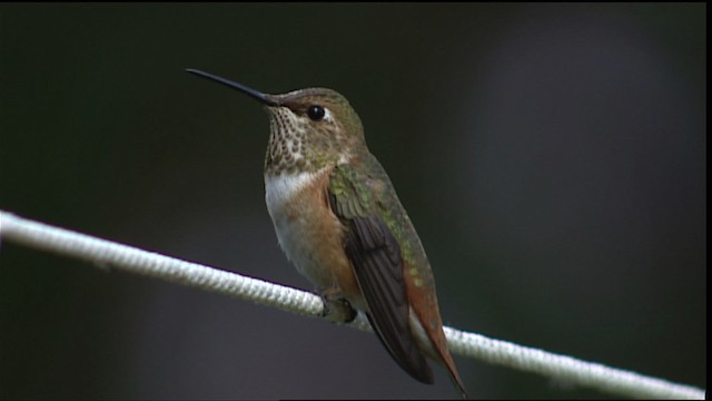 Colibrí (Selasphorus) sp. - ML406351