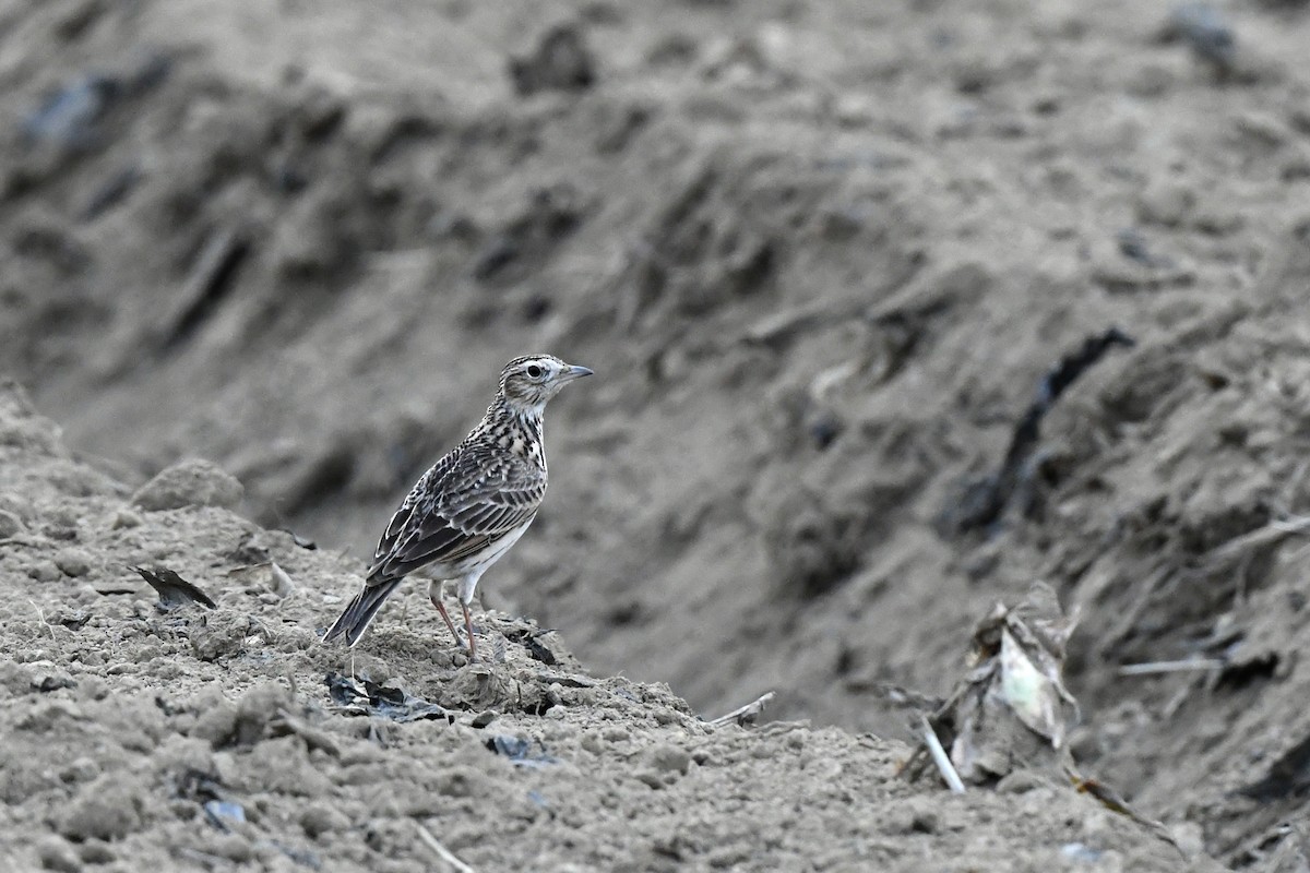 Oriental Skylark - Paul Shaffner