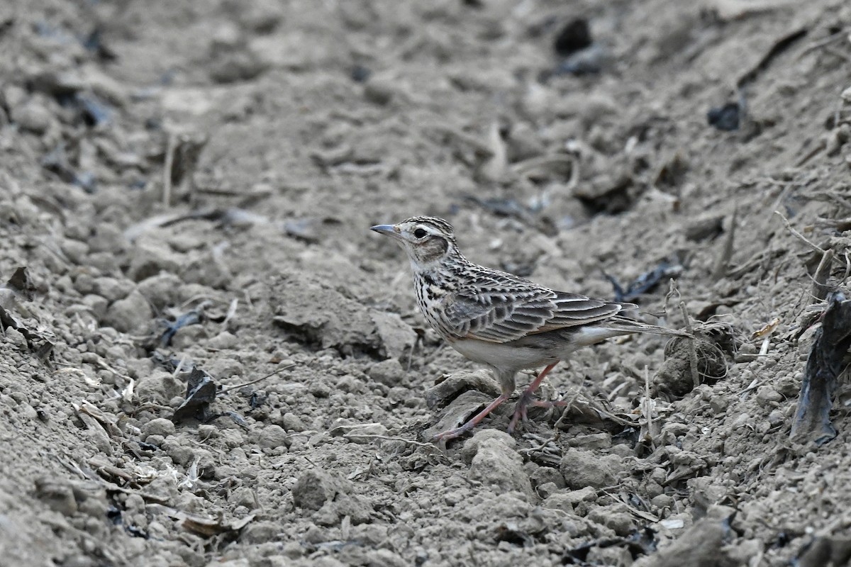 Oriental Skylark - ML406351641