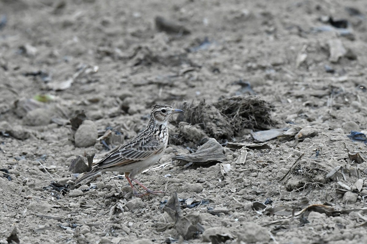 Oriental Skylark - ML406351651