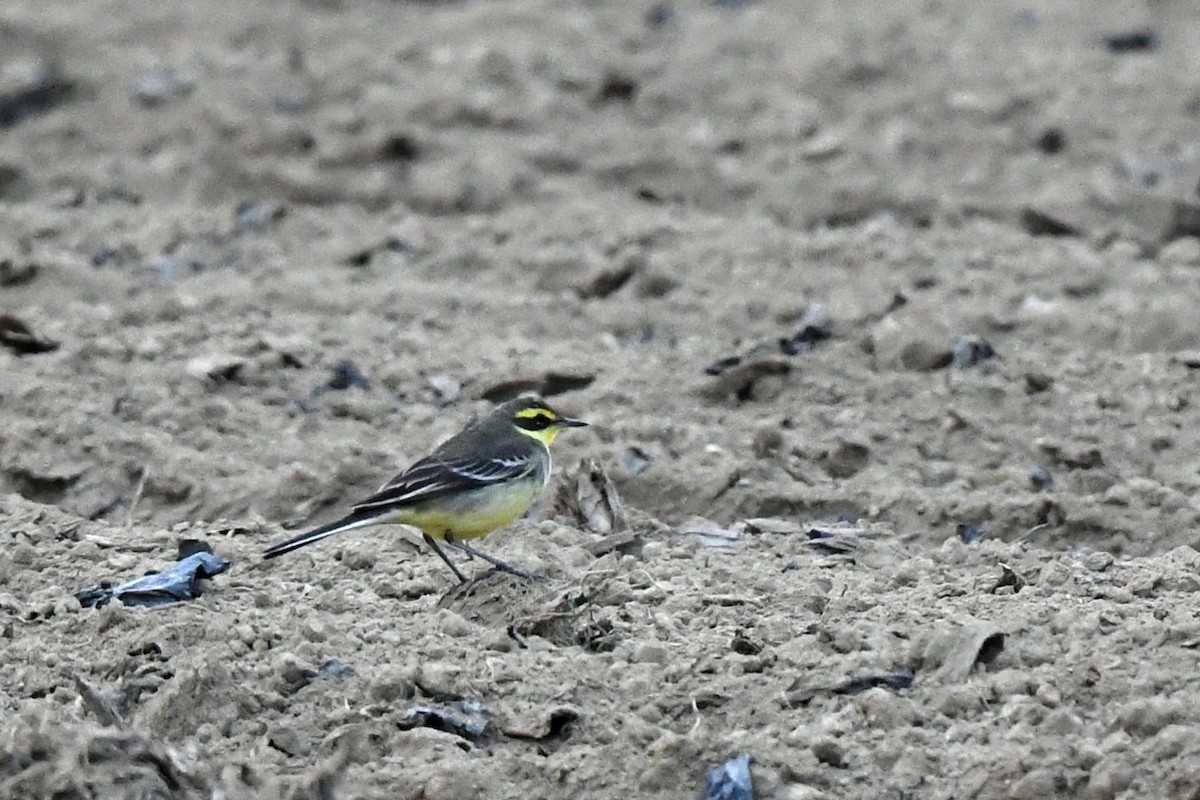 Eastern Yellow Wagtail (Green-headed) - ML406351981