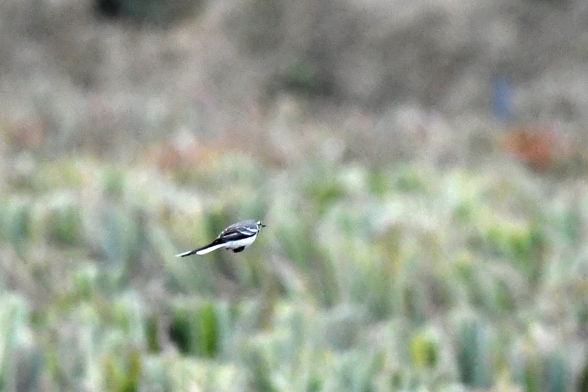 Eastern Yellow Wagtail (Green-headed) - ML406352121