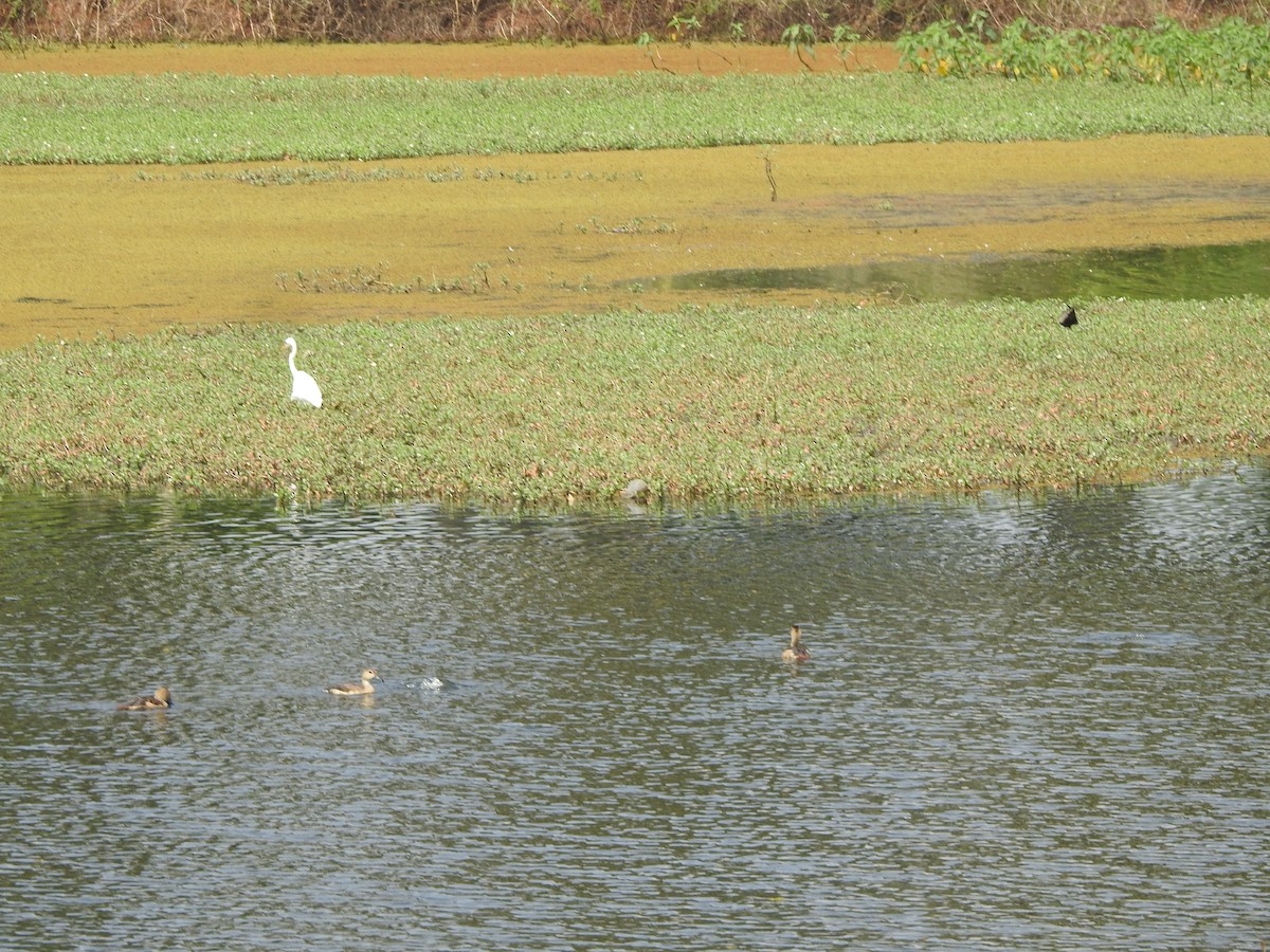 Lesser Whistling-Duck - ML406352451