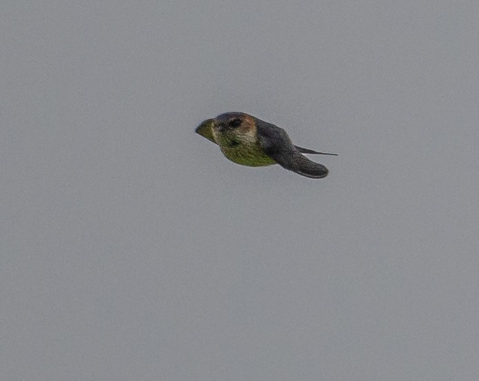 Red-rumped Swallow - ML406353461