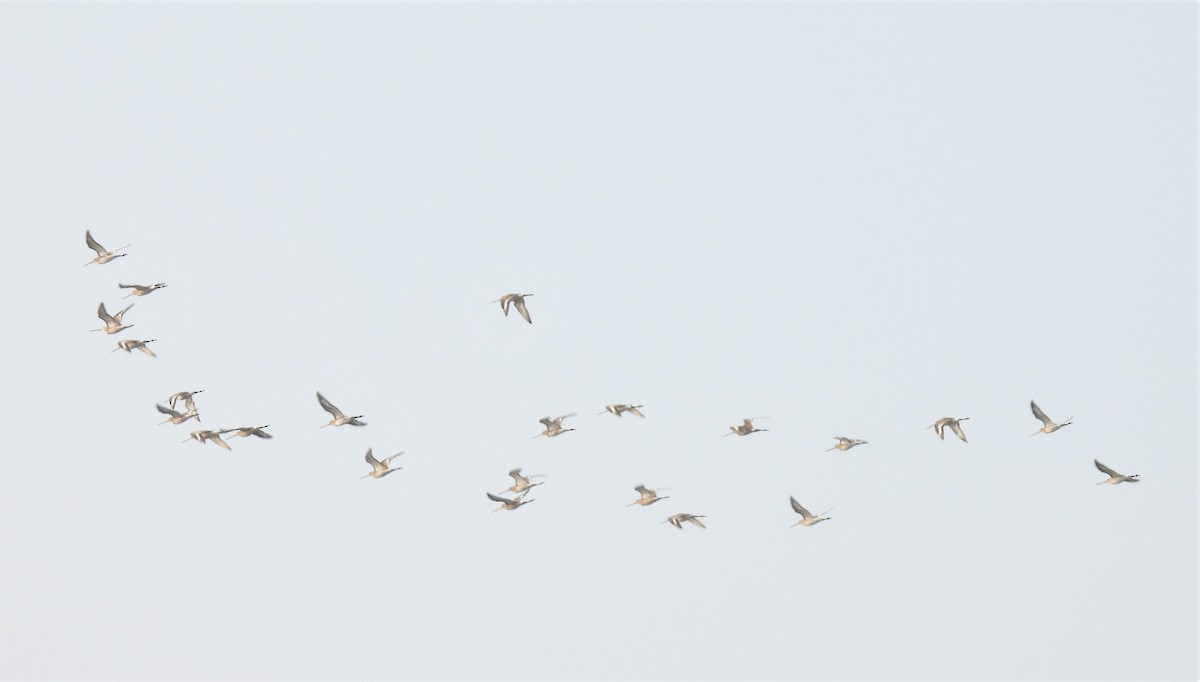 Black-tailed Godwit - ML406353651