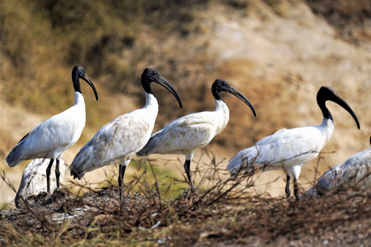 Black-headed Ibis - ML406354991