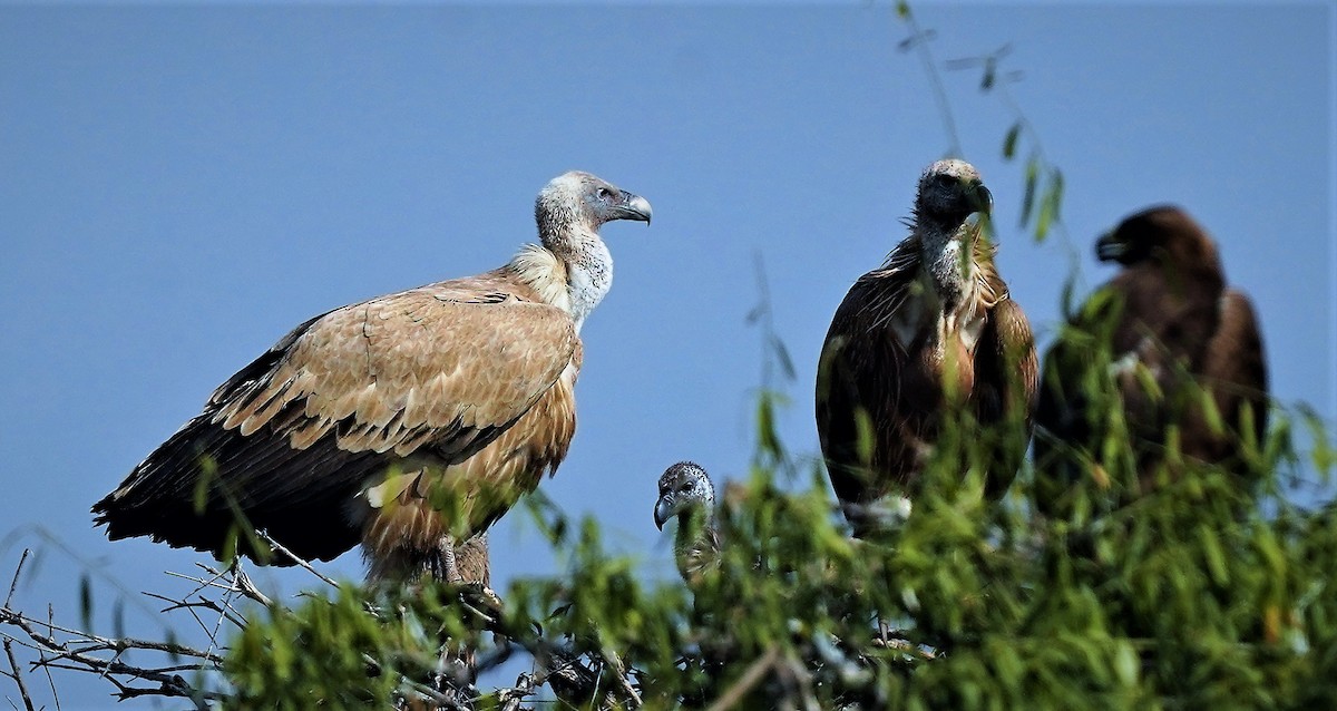 Eurasian Griffon - ML406355101