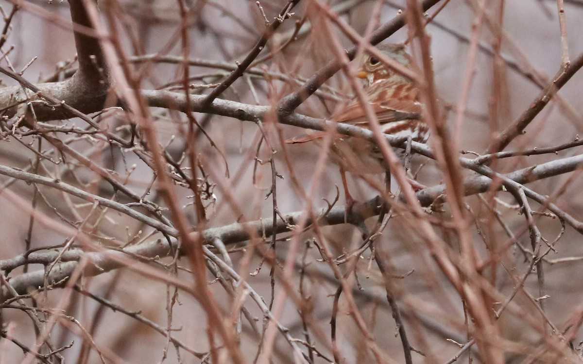 Fox Sparrow (Red) - ML406355791