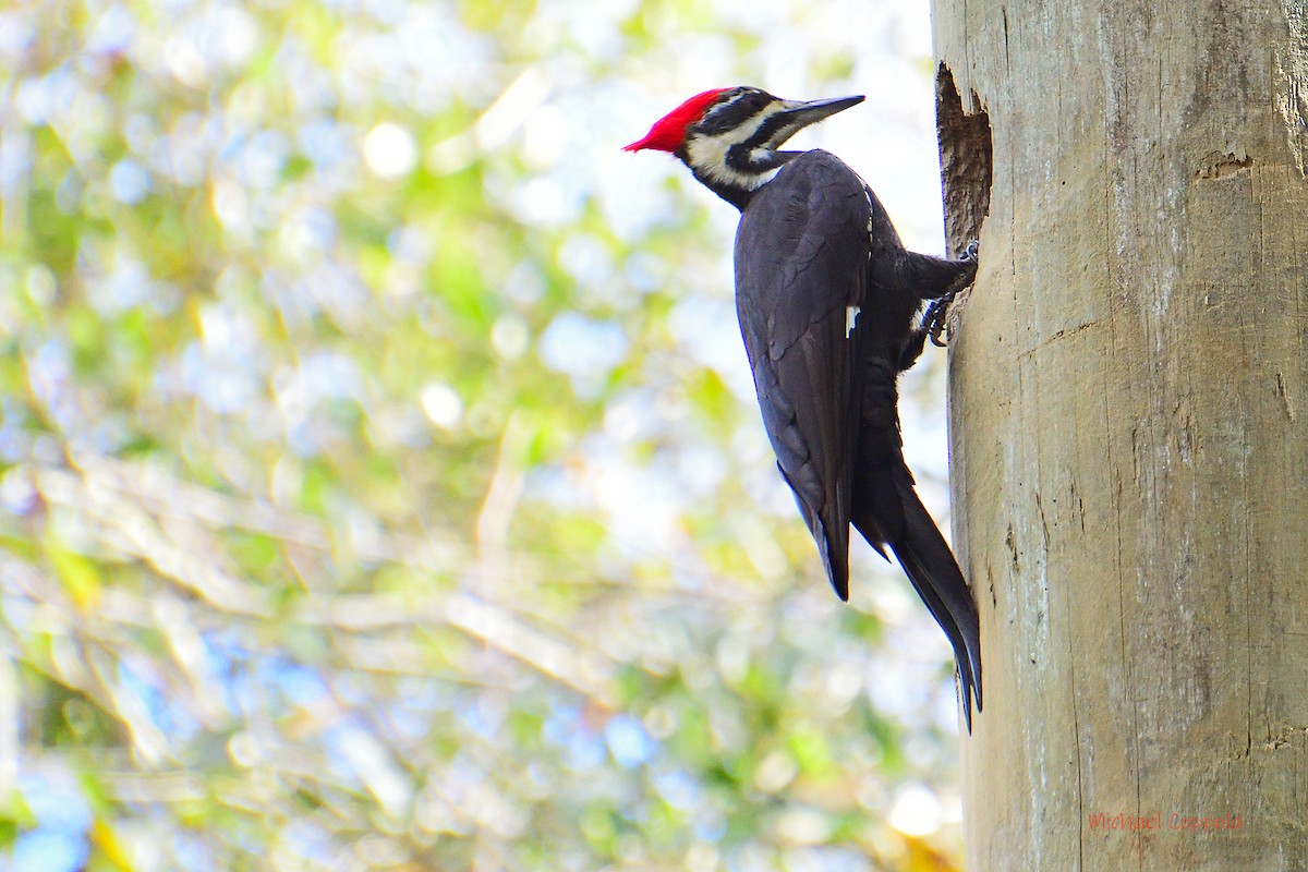 Pileated Woodpecker - ML406355871