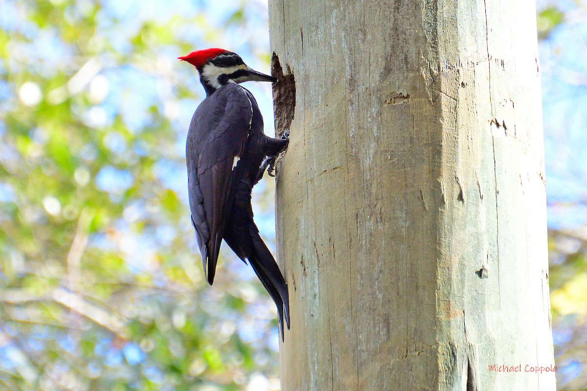 Pileated Woodpecker - ML406355901