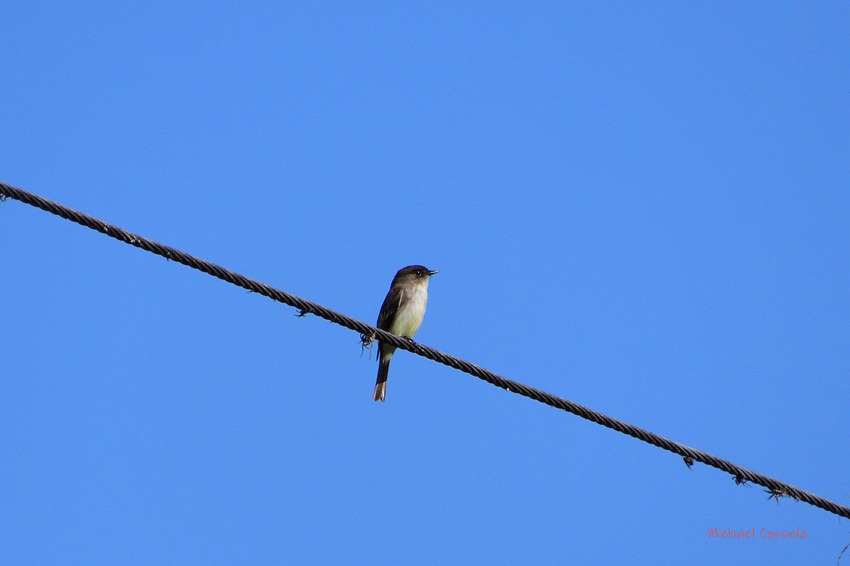 Eastern Phoebe - ML406355961