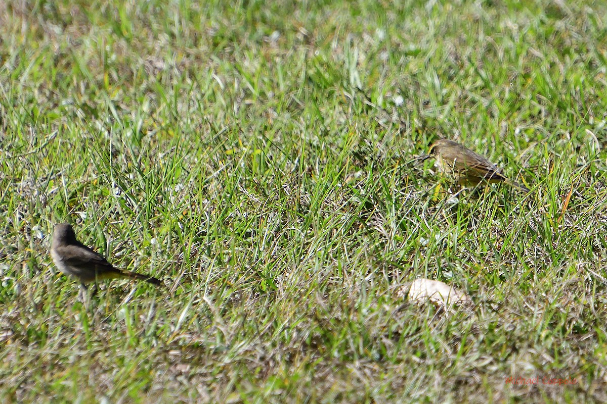 Palm Warbler - ML406355991