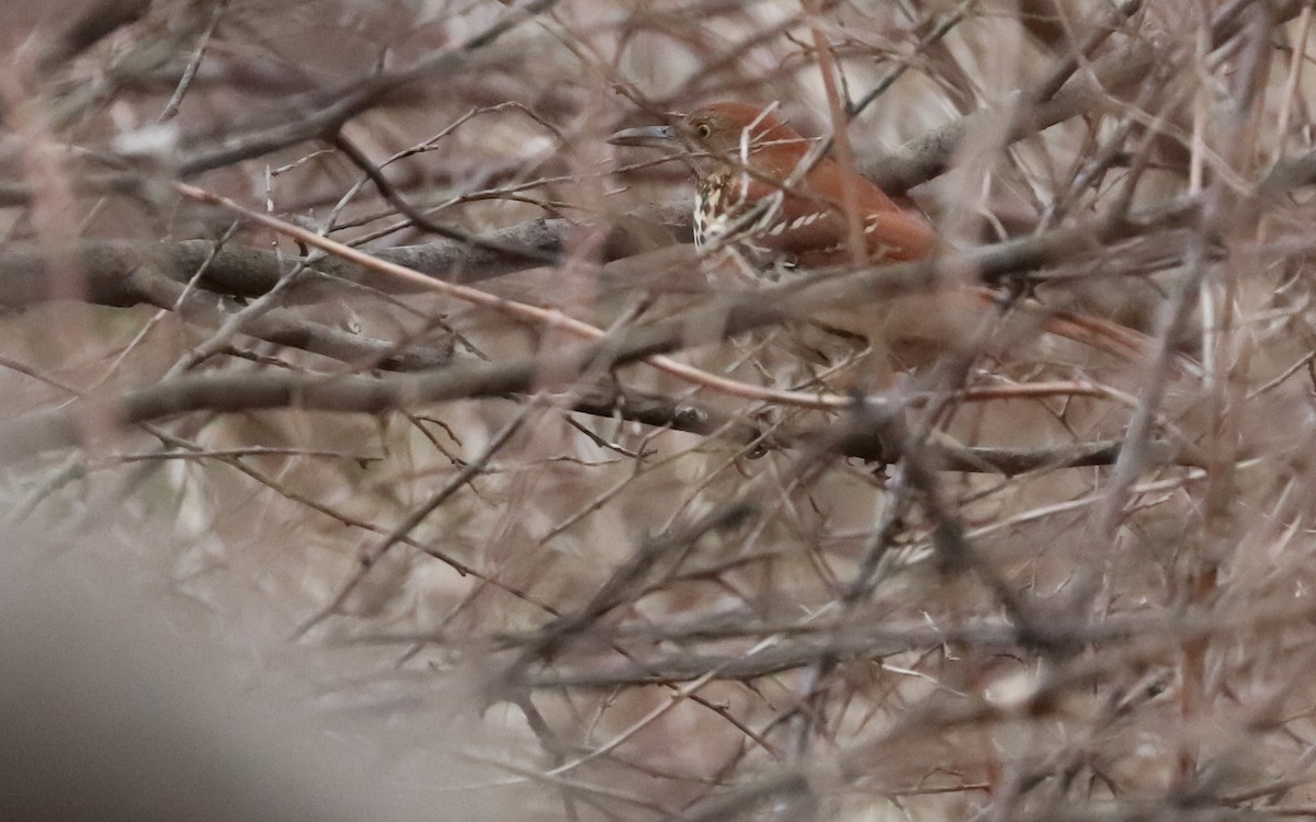 チャイロツグミモドキ - ML406356031