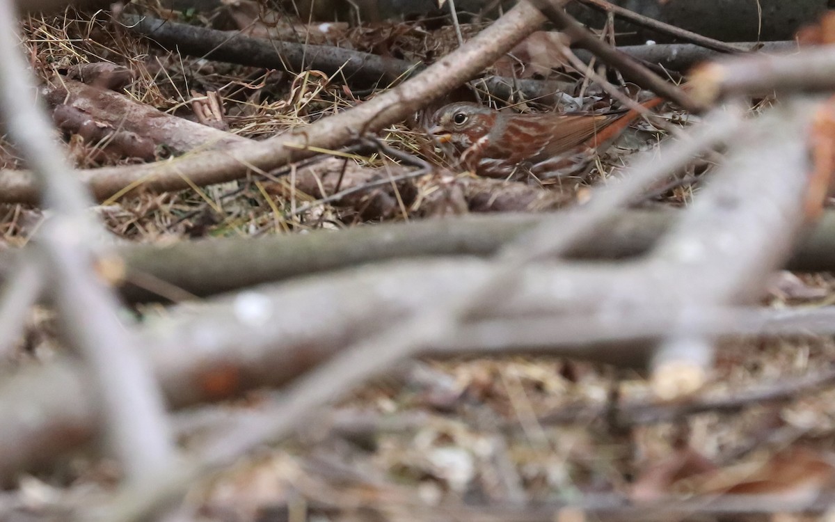 Fox Sparrow (Red) - Anonymous