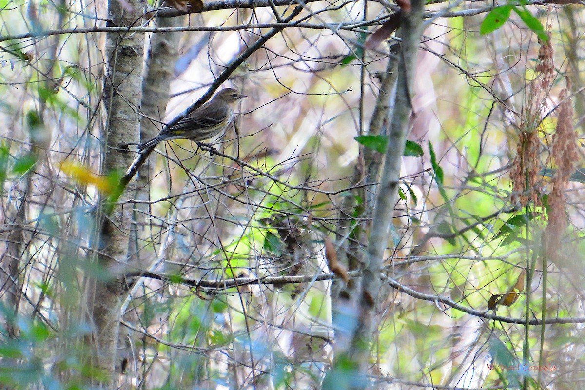 Yellow-rumped Warbler - ML406356421