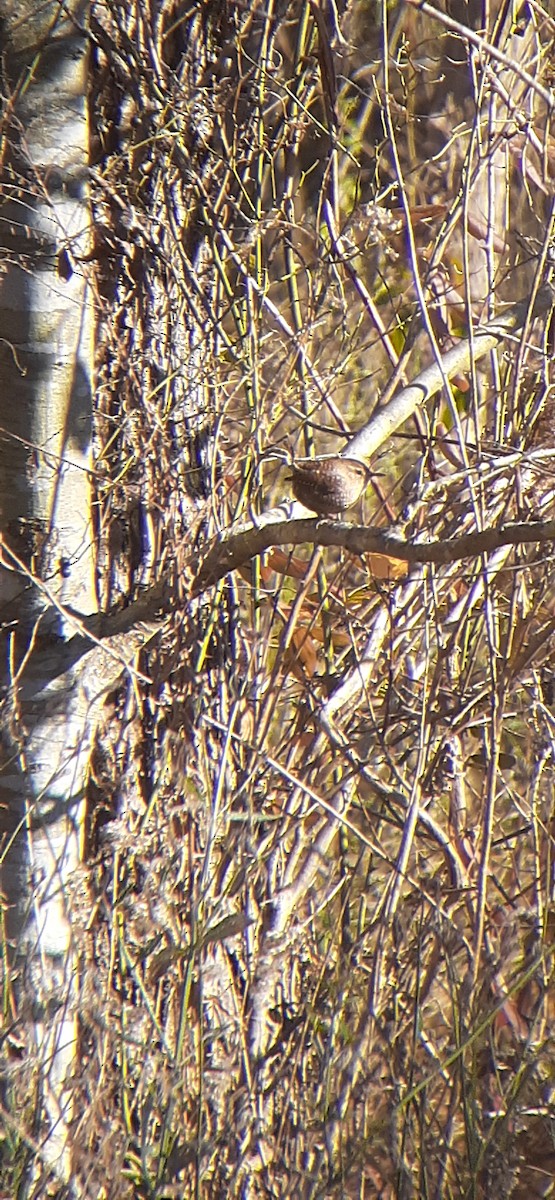 Winter Wren - ML406358921