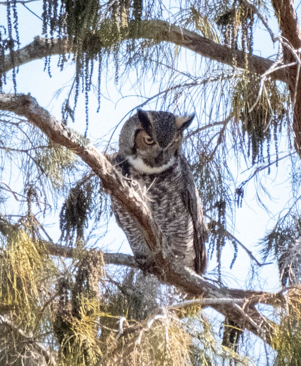 Great Horned Owl - ML406359751