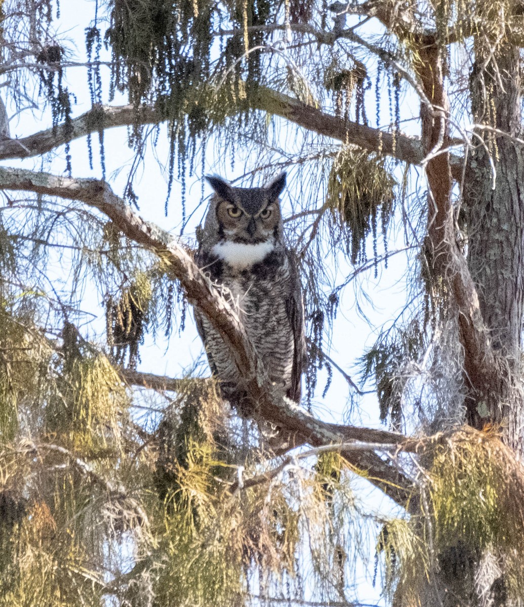 Great Horned Owl - ML406359761