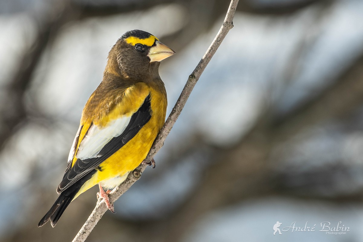 Evening Grosbeak - ML406360431