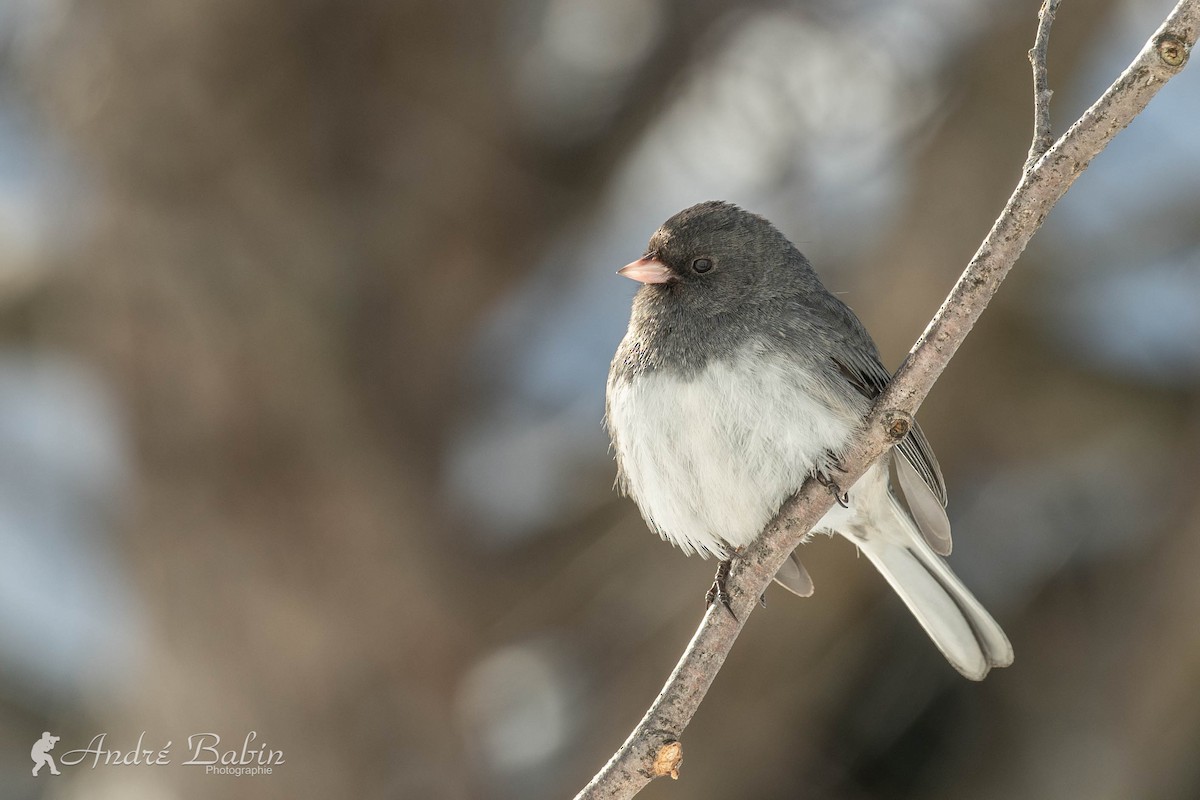 Dark-eyed Junco - ML406360961