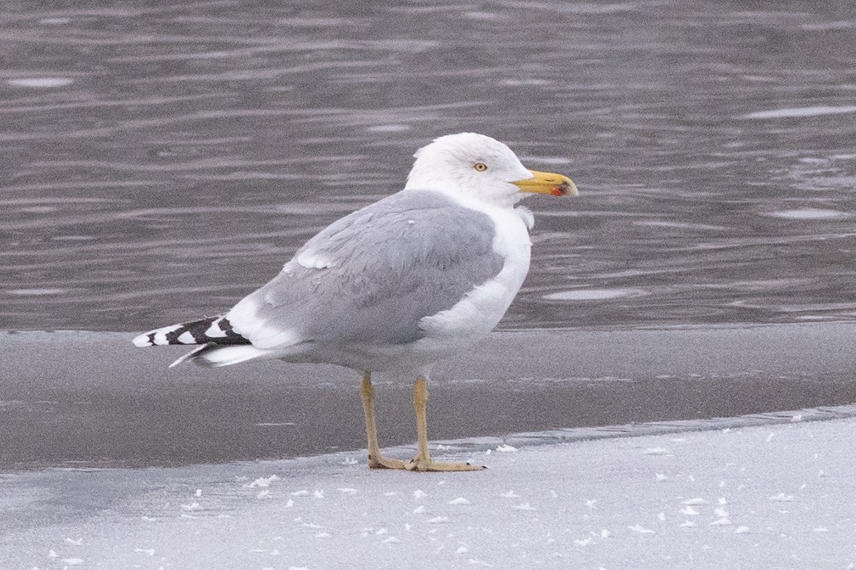 Herring Gull - Sergo Travelian