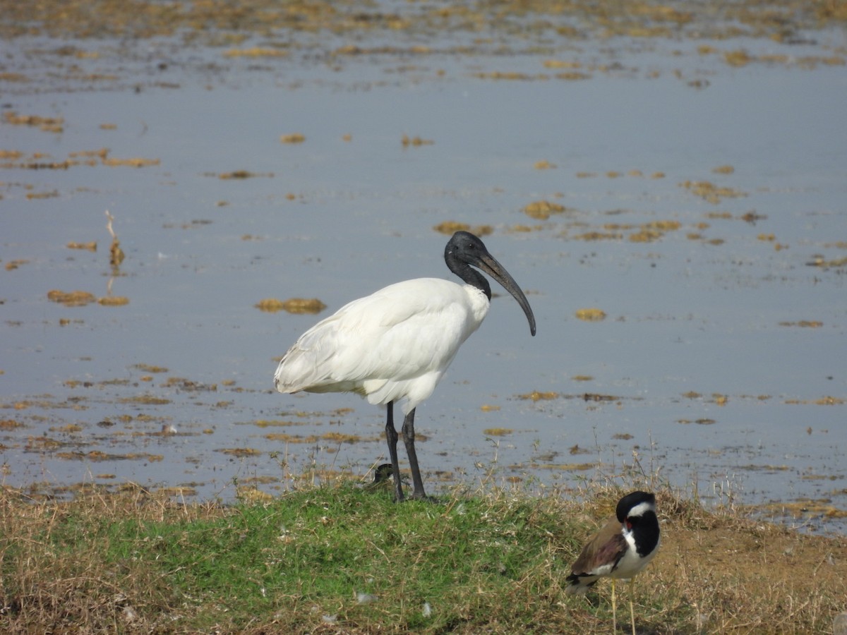 ibis černohlavý - ML406364081