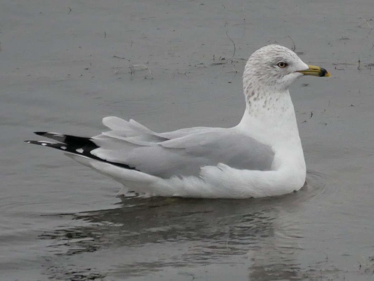 Ring-billed Gull - ML406364381