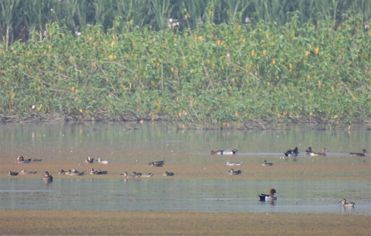 Eurasian Wigeon - ML406364881