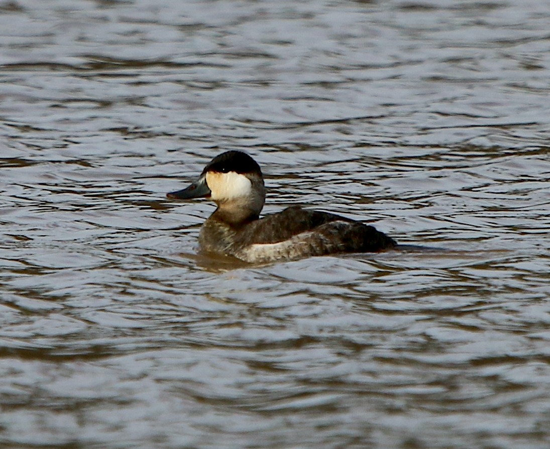 Ruddy Duck - ML406365271