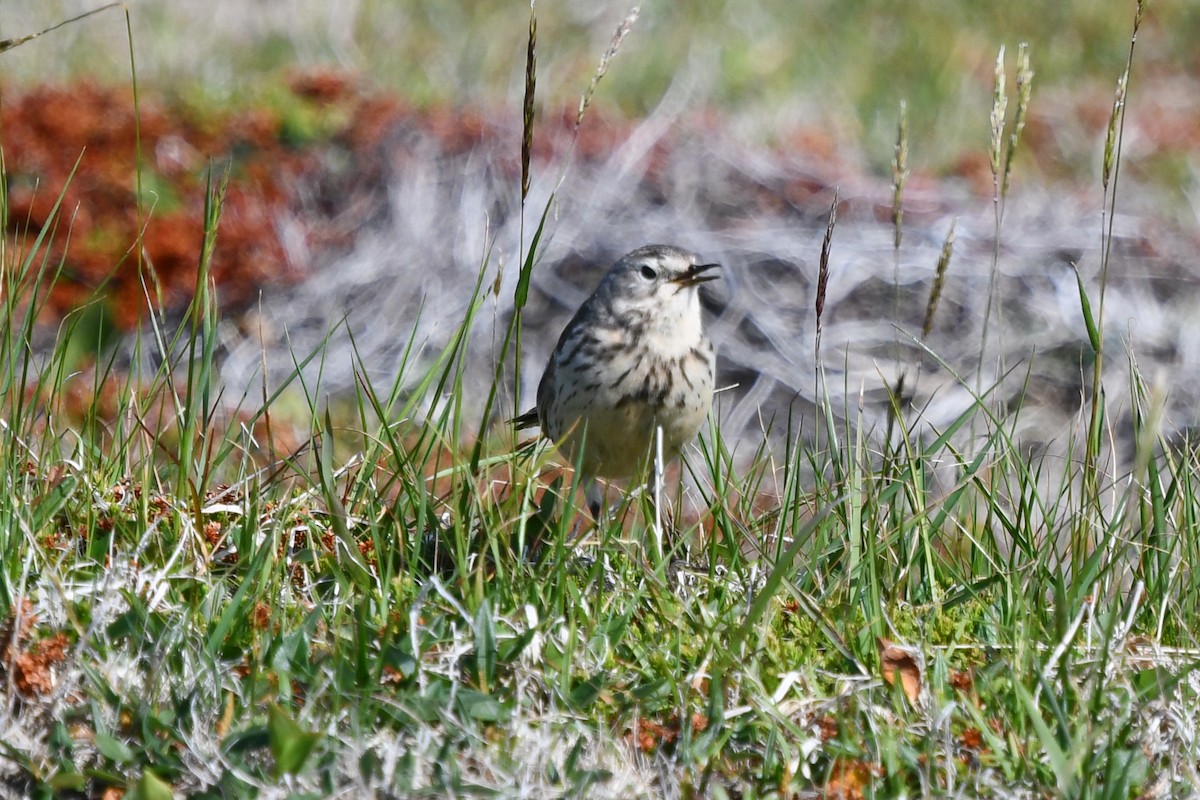 American Pipit - ML406365451