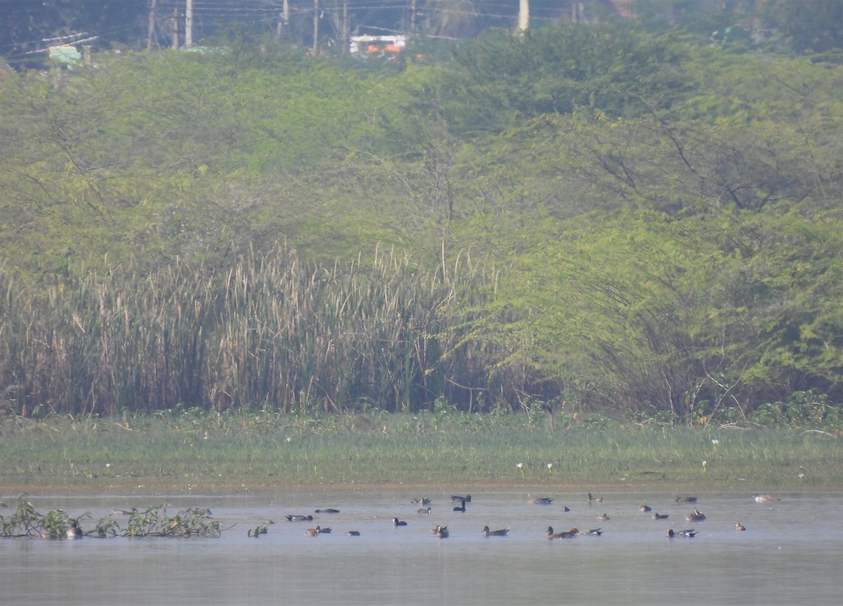 Eurasian Wigeon - ML406366361